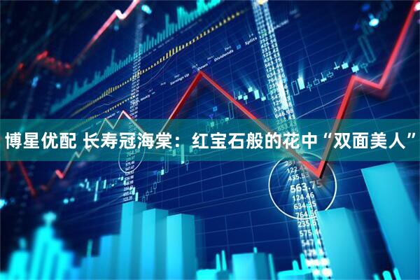 博星优配 长寿冠海棠：红宝石般的花中“双面美人”